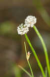 Gulf pipewort